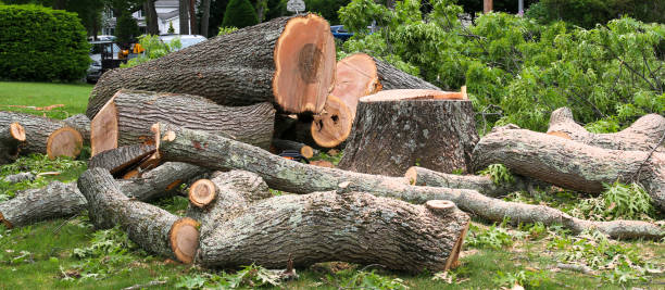 How Our Tree Care Process Works  in  Sandpoint, ID