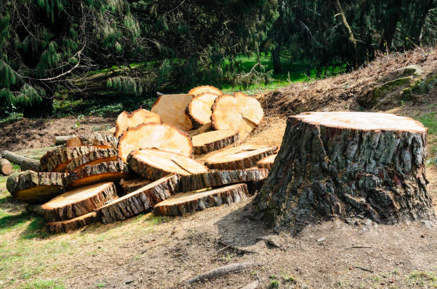 Seasonal Cleanup in Sandpoint, ID